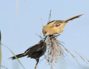 Sakallı reedling, Panurus biarmicus. İki kuş bir kamışın kabarık tepesinde oturur ve tohumları yerler.
