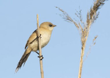 Sakallı reedling, Panurus biarmicus. Genç bir dişi kuş, kuru, kırık bir sazlığa oturmuş gökyüzüne doğru saplanıyor..
