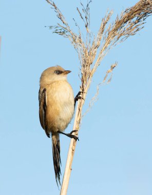 Sakallı reedling, Panurus biarmicus. Genç bir dişi kuş mavi gökyüzüne karşı bir sazlıkta oturur.