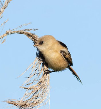 Sakallı reedling, Panurus biarmicus. Genç bir dişi kuş kamış tohumu yer.