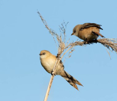Sakallı reedling, Panurus biarmicus. İki genç dişi, mavi gökyüzüne karşı bir sazlığın üzerinde oturuyor.