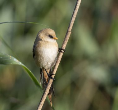Sakallı reedling, Panurus biarmicus. Genç bir erkek kuş nehir kıyısındaki sazlıklarda oturur.
