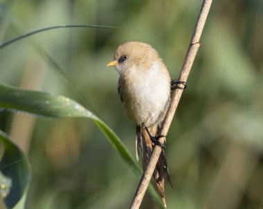 Sakallı reedling, Panurus biarmicus. Kuru bir sazlıkta oturan erkek kuşun yakın çekimi.