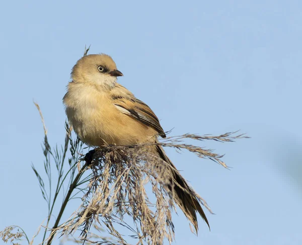 Sakallı reedling, Panurus biarmicus. Dişi bir kuş, mavi bir gökyüzünün arka planında, bir sazlığın üzerinde oturur..