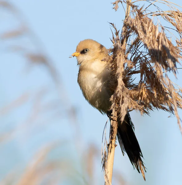 Sakallı reedling, Panurus biarmicus. Genç bir erkek kuş nehir kıyısında sazlık tohumu yiyor.