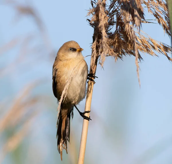Sakallı reedling, Panurus biarmicus. Bir erkek kuş, mavi gökyüzüne karşı kuru bir sazlıkta oturur.