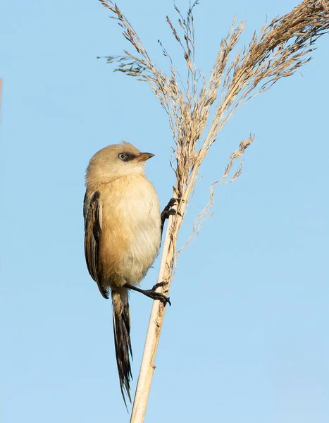 Sakallı reedling, Panurus biarmicus. Genç bir dişi kuş mavi gökyüzüne karşı bir sazlıkta oturur.