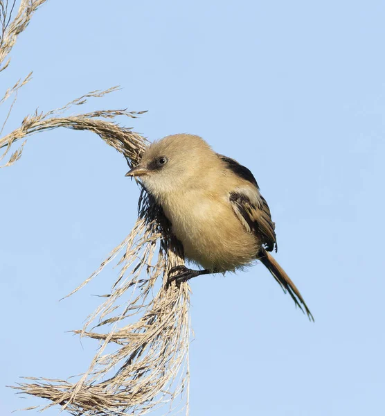Sakallı reedling, Panurus biarmicus. Genç bir dişi kuş kamış tohumu yer.