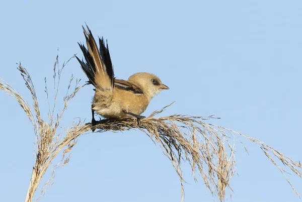 Sakallı reedling, Panurus biarmicus. Genç bir dişi kuş bir sazlığın üzerinde otururken kuyruğunu yaydı..