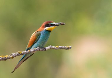 Avrupalı arı yiyici, merops apiaster. Bulutlu bir sabah, bir kuş güzel ince bir dala oturur, gagasında avıyla, bulanık yeşil arka planda.