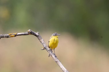 Bir Batı Yellow Wagtail kuşu (Motacilla flava) kuru bir pürüz üzerine tünemiştir. Doğal yeşil arka plan, yumuşak gün ışığı. Çekim kuşun parlak tüylerini ve detaylarını vurguluyor..