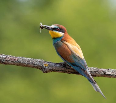 Avrupalı arı yiyici, merops apiaster. Bulutlu bir sabahta, bir kuş gagasında avıyla bir dala oturur.