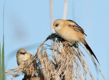 Bir yaz sabahı bir çift genç ya da dişi Sakallı Reedlings (Panurus biarmicus) sıradan sazlıkların (Phragmites australis) tohum başlarının üzerine tünedi. Gökyüzü açık, boşluk kopyala.
