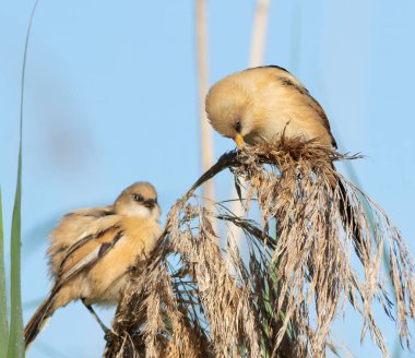 Kuru saplar ve sazlıkların (Phragmites australis australis) tohum başları arasında hareket eden dinamik bir kompozisyonda birden fazla genç veya dişi Sakallı Reedlings (Panurus biarmicus))