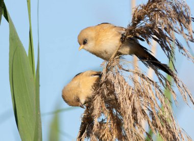 İki genç ya da dişi sakallı Reedling 'in (Panurus biarmicus) eşsiz bir perspektifi, aşağıdan gökyüzüne doğru bakan ortak sazlığa (Phragmites australis) tünemiştir..