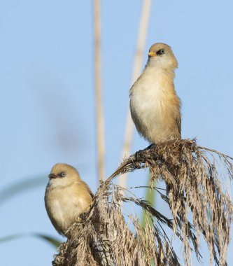 Bir çift genç ya da dişi sakallı Reedlings (Panurus biarmicus) ortak sazlıklar (Phragmites australis) üzerinde dinlenerek kuşların net bir şekilde görünmesini sağlar..