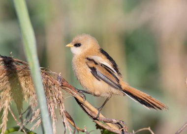 Sakallı reedling, Panurus biarmicus. Genç bir erkek kuş nehir kıyısındaki sazlıklarda oturur.