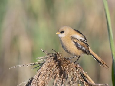 Sakallı reedling, Panurus biarmicus. Genç bir erkek kuş kamışın kabarık tepesinde oturuyor, güzel bir arka plan.