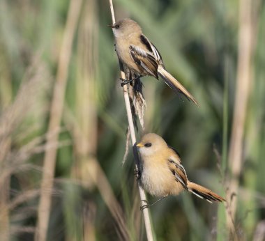 Sakallı reedling, Panurus biarmicus. Genç bir erkek ve dişi nehir kıyısında bir sazlıkta oturuyor..