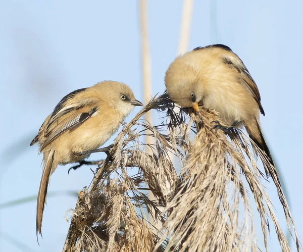 Vahşi doğada iki genç veya dişi Sakallı Reedling (Panurus biarmicus) arasında geçen sosyal bir an. Gagaları yakın, muhtemelen beslenme ya da süsleme, bulanık bir arka plan ile.