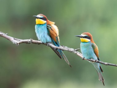Avrupalı arı yiyici, merops apiaster. Erkek ve kadın bulanık bir arka planda bir dalda oturuyor.