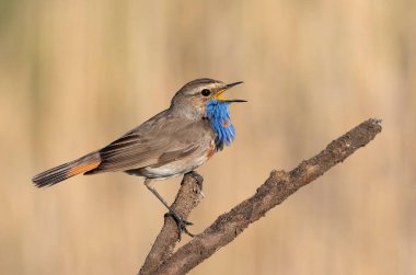 Bluethroat, Luscinia svecica. Bir erkek kuş kuru bir dalda otururken şarkı söyler, güzel bir arka plan.