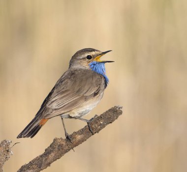 Bluethroat, Luscinia svecica. Bir erkek kuş kuru bir dalda otururken şarkı söyler, güzel bir arka plan.