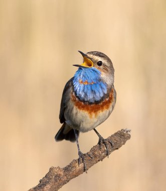 Bluethroat, Luscinia svecica. Bir erkek kuş kuru bir dalda otururken şarkı söyler, güzel bir arka plan.