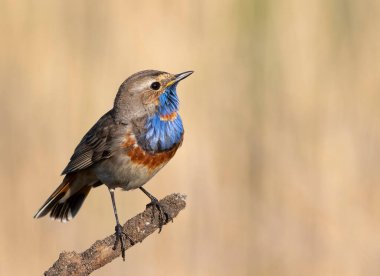 Bluethroat, Luscinia svecica. Male bird sitting on a branch, close-up