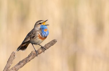 Bluethroat, Luscinia svecica. Güneşli bir sabahta, bir kuş bir dalda otururken öter, pürüzsüz bir arka planda