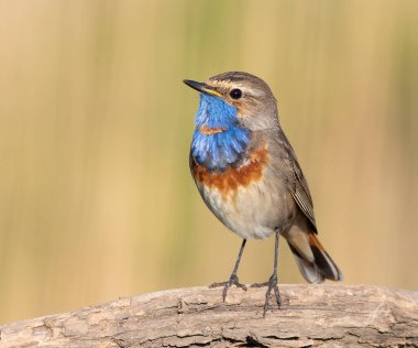 Bluethroat, Luscinia svecica. Düz arkaplan üzerinde oturan bir kuşun yakın çekimi