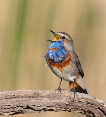 Bluethroat, Luscinia svecica. Güzel bir kuş bir dalda otururken şarkı söyler, güzel bir arka plan.