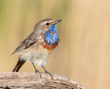 Bluethroat, Luscinia svecica. Close-up of a male bird on a branch, beautiful background