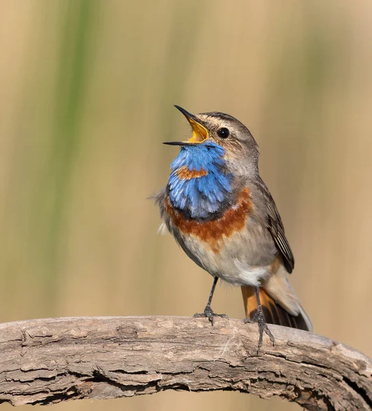Bluethroat, Luscinia svecica. Güzel bir kuş bir dalda otururken şarkı söyler, güzel bir arka plan.