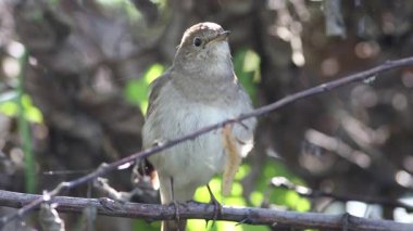 Thrush Nightingale, Luscinia Luscinia Luscinia. Sabahın erken saatlerinde, bir kuş bir ağaç dalında otururken şarkı söyler.