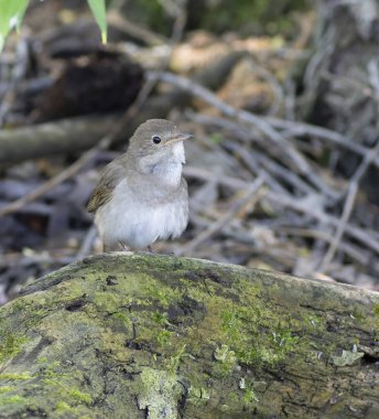 Thrush Nightingale, Luscinia Luscinia Luscinia. Bir kuş devrilmiş bir ağacın gövdesinde oturur.