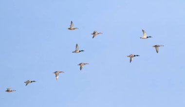 Mallard, Anas platyrhynchos. Ördekler mavi gökyüzüne karşı uçar