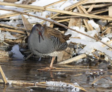 Su rayı, Rallus aquaticus. Bir kış sabahı, bir kuş yiyecek aramak için nehir kenarındaki buzda yürür.