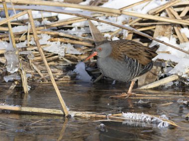 Su rayı, Rallus aquaticus. Bir kuş yiyecek aramak için nehir kenarındaki buzda yürüyor.
