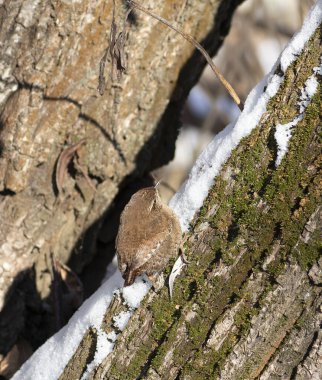 Avrasya çalıkuşu, Troglodit trogloditleri. Bir kuş avını bulmak için yosun kaplı bir ağaç gövdesine tırmanıyor.