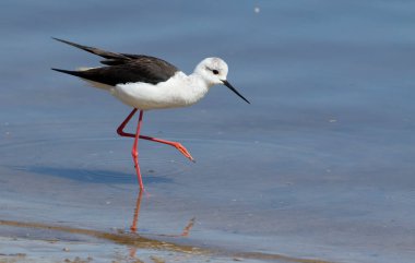 Kara kanatlı stil, Himantopus himantopus. Dişi bir kuş yiyecek aramak için sahil boyunca yürüyor.