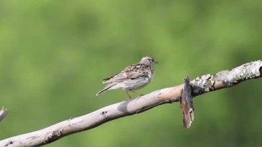 Woodlark, Lullula Arborea 'da. Kuş tüylerini temizler ve şarkı söyler, sonra uçar gider.