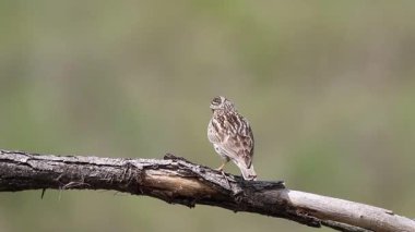 Woodlark, Lullula Arborea 'da. Bir kuş dala oturur, şarkı söyler, sonra uçar gider..