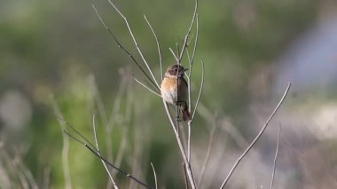 Dişi Avrupa taş şapkası (Saxicola rubicola) çayırda kuru bir sapın üzerinde oturuyor, cıvıldıyor, kuyruğunu sallıyor ve uçuyor. Kuş yavaş çekimde bir daldan havalanıyor, doğal arka plan..