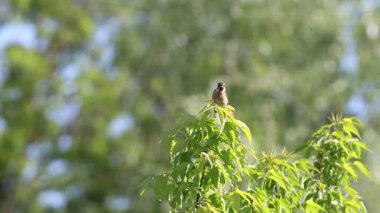 Dişi Avrupa taş şapkası (Saxicola rubicola) küçük bir ağaç dalına oturmuş, kalkıştan önce kuyruğunu şaklatıp cıvıldıyor. Doğal yaşam alanında yüksek kaliteli kuş görüntüsü, çayır arka planda.