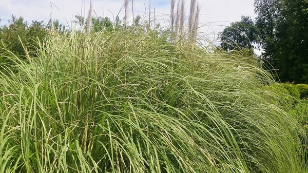 Pampas Grass Cortaderia Крупным Планом Полный Экран Длинные Узкие Плотные — стоковое фото