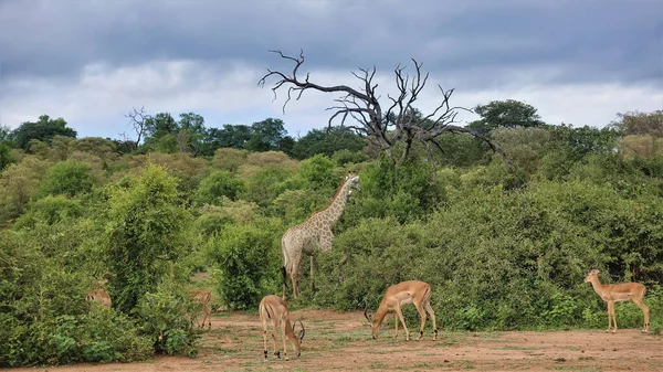 Vad Természet Impala Zsiráf Antilopok Legelnek Buja Zöld Bokrokban Felhős — Stock Fotó