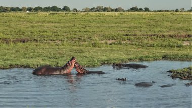 Bataklıkta iki su aygırı oynuyor. Diğer hayvanların sırtları suda görülebilir. Kıyıda yeşil çimenler var. Yaz günü. Botswana, Chobe Parkı.