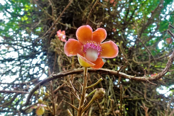 Niesamowity Kwiat Couroupita Guianensis Tle Gałęzi Pnia Drzewa Jasnoczerwone Płatki — Zdjęcie stockowe
