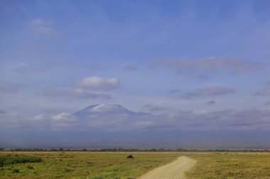 Toprak yol Kilimanjaro Dağı 'na doğru ilerliyor. Karla kaplı zirve bulutlarda saklanıyor. Antiloplar bozkırın çimlerinde otlar. Kenya. Amboseli Parkı.